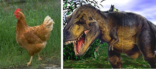 Chickens With T-Rex Arms 