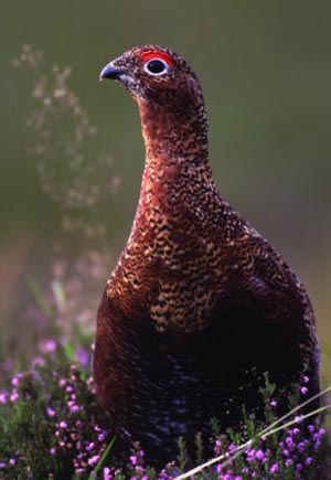 red grouse courtesy Game Conservancy Trust