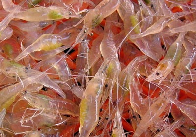 shrimp from the Gulf of Fonseca, Honduras